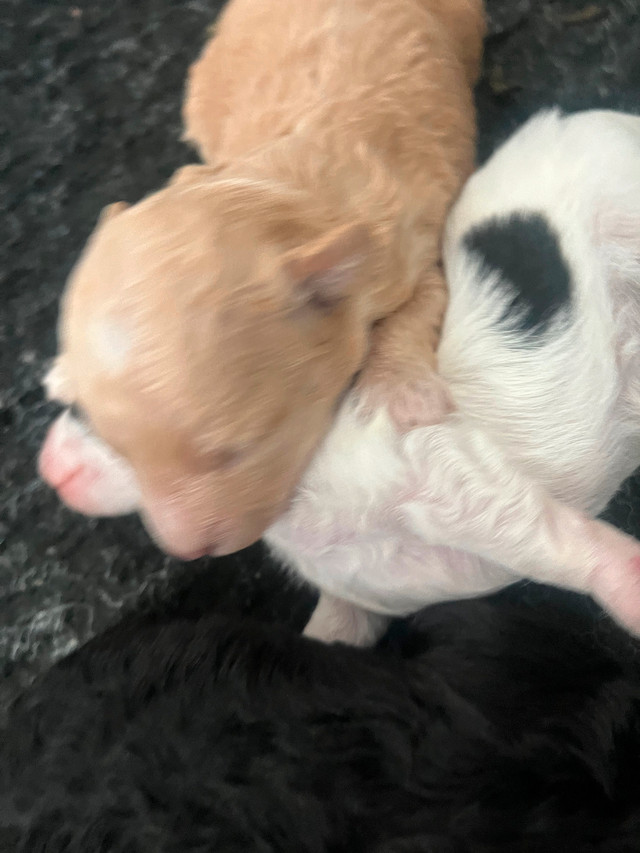 Teddy Bear Bichon Poo's in Dogs & Puppies for Rehoming in Oshawa / Durham Region - Image 3