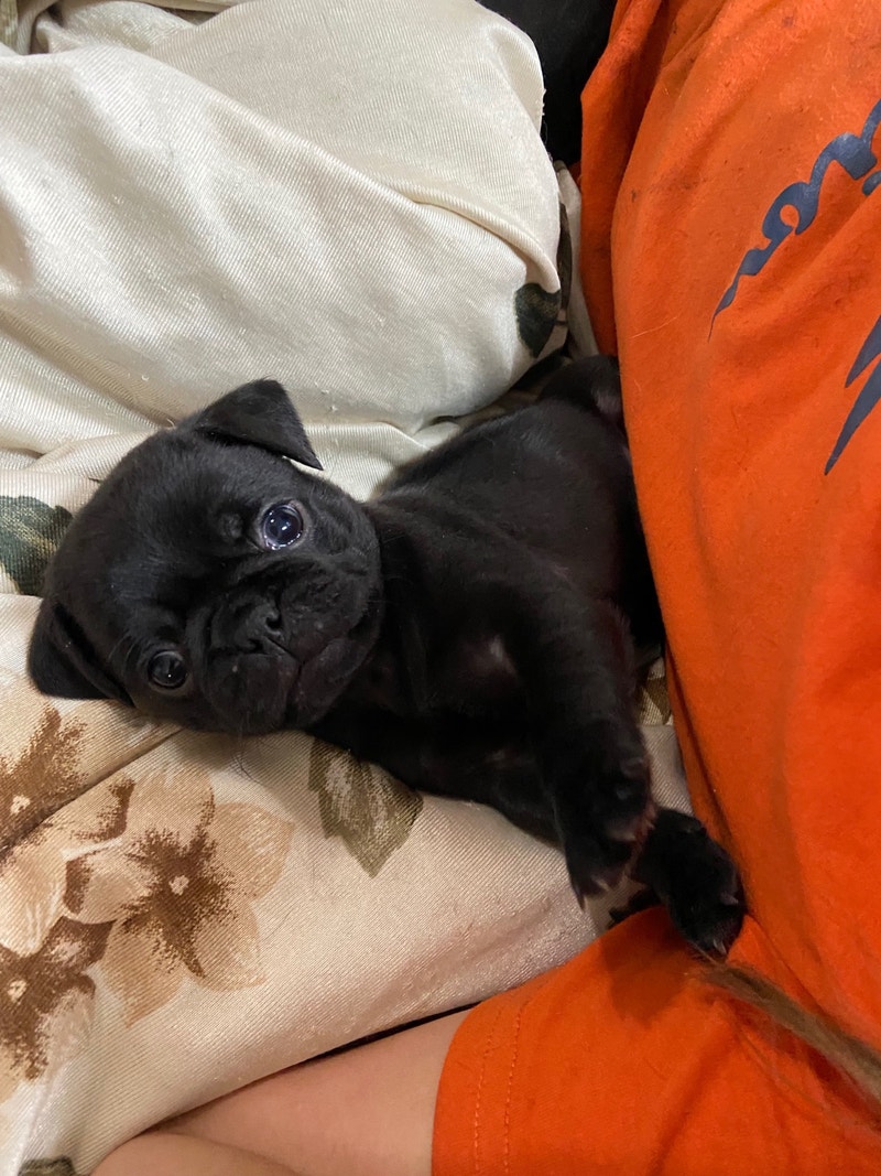 Black and fawn pug puppies by Rocky Mountain House Dogs & Puppies for