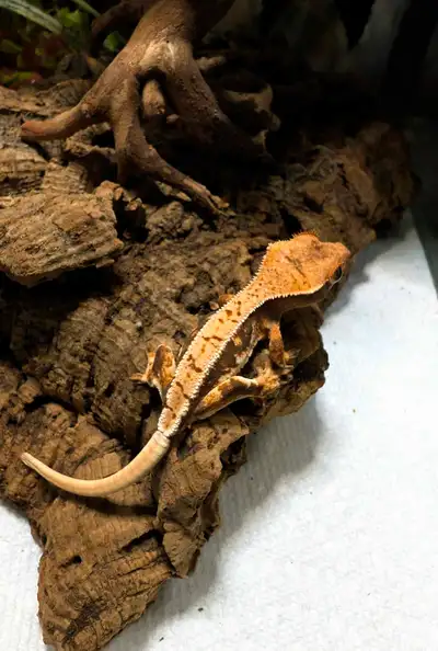 Baby Lilly White Tri Color Crested Gecko. Hatched, June 25, 2024. Currently 7 grams, very healthy wi...