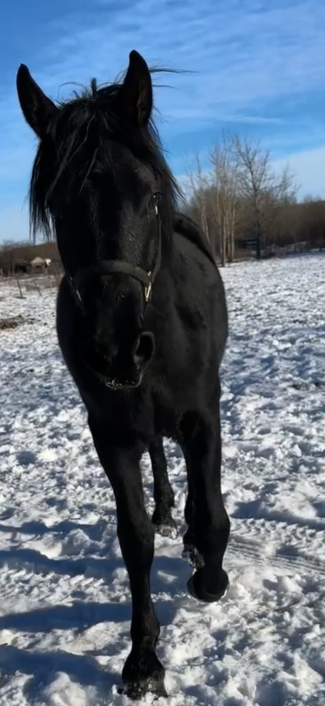 Last chance 50/50 Friesian Percheron Stallion in Horses & Ponies for Rehoming in Dawson Creek - Image 2