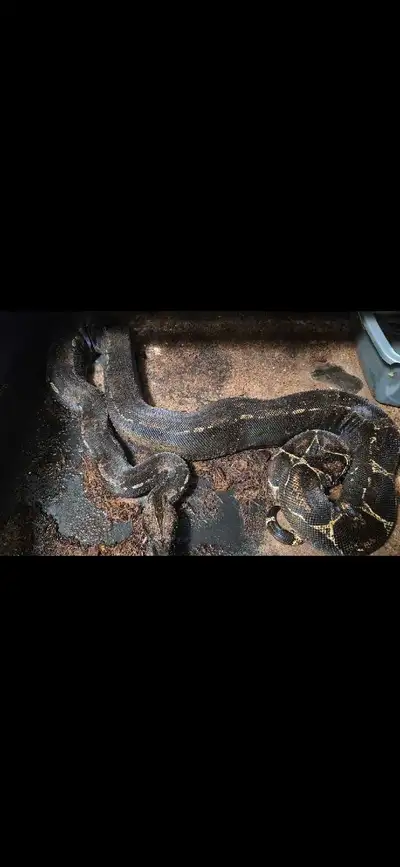 proven 2017 male IMG 100% het anery 1 00% het VPI, View more