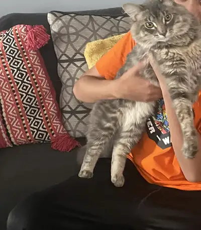 10-month old gray kitten named Thor for rehoming, View more