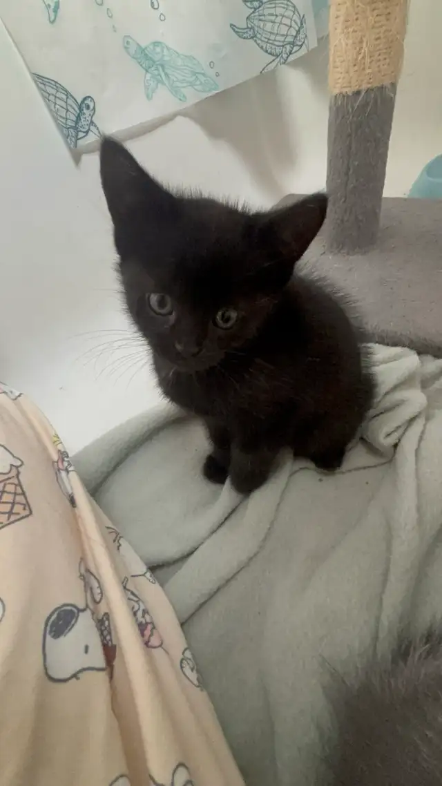 kitten for rehoming | Cats & Kittens for Rehoming | Winnipeg | Free ...