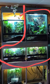 Reptile enclosures (trade for fish tanks?)