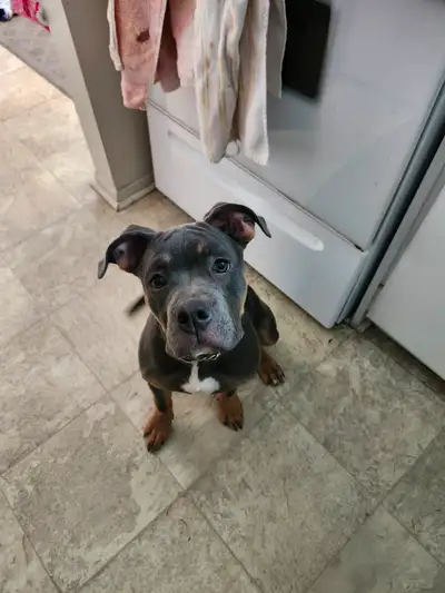 5 months old puppy to rehome, View more