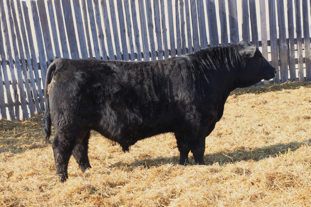 Black Angus Bulls in Other in Saskatoon - Image 3