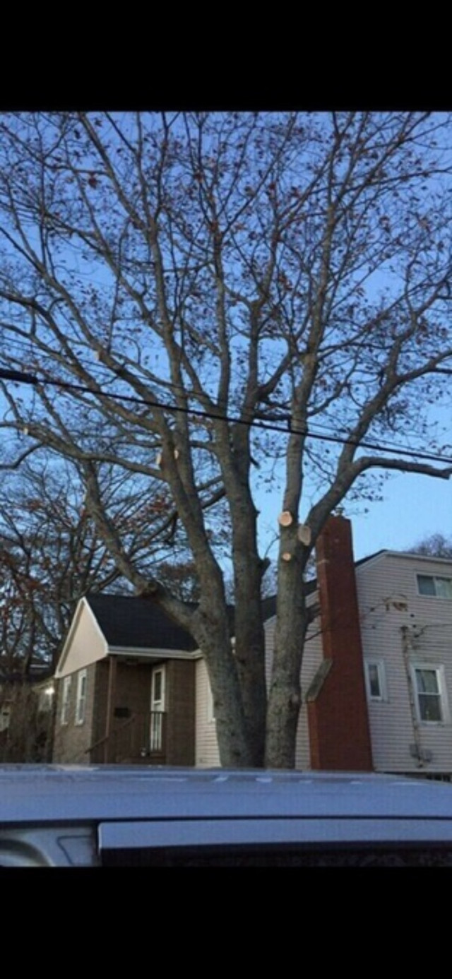 TREE REMOVAL MAN in Lawn, Tree Maintenance & Eavestrough in City of Halifax - Image 4