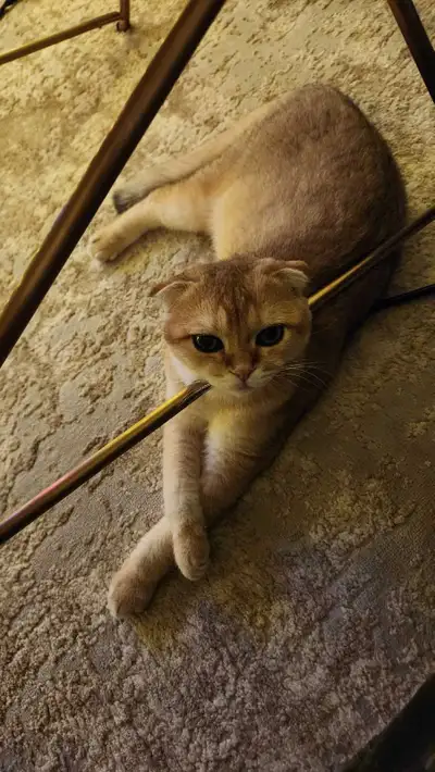 (Pedigree) Scottish Fold – Chocolate Golden Faded (7 mois) ✨, View more