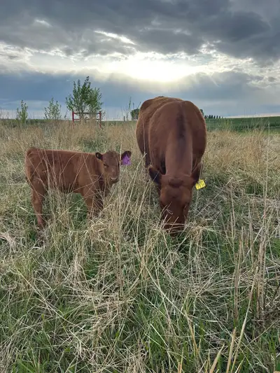 Purebred registered red angus pair Dam born 2020 Heifer calf born March 14 Both very calm can walk r...