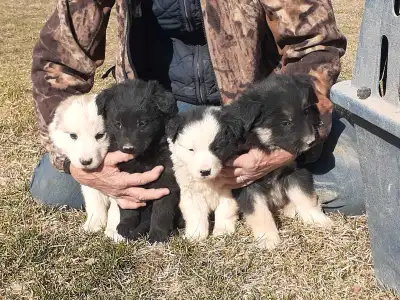 Pups are quiet, friendly and gentle. Variety of colors; tan, black with makings, tricolor, white wit...