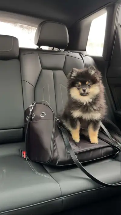 Pomeranian black and tan, View more