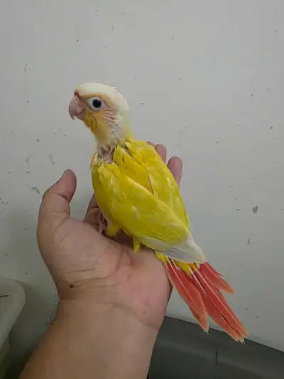 Hand raising adorbale super friendly SUN CHEEK conure babies, View more