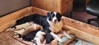Great berne-collie puppies