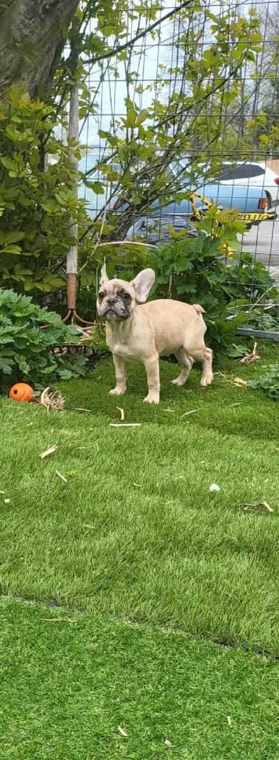 3 month old French bulldogs looking for there new . Great mother's day gift ready to go now. Born Fe...