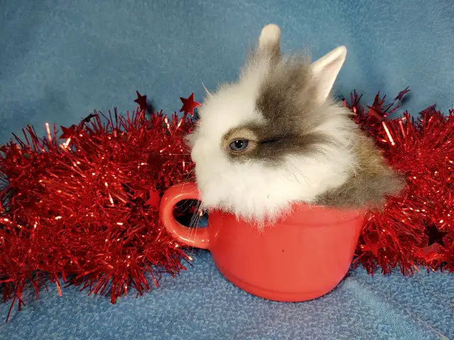 EXTRAORDINARY NETHERLAND DWARF, LIONHEAD, HOLLAND LOO BABY BUNNY in Small Animals for Rehoming in Mississauga / Peel Region - Image 10