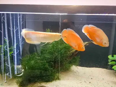 1 platinum silver arowana about 15 inches, drop eye on one side-$320 2 chilli red oscars about 6 or...