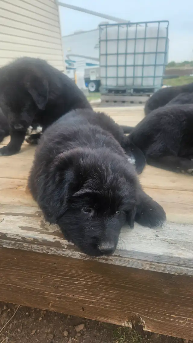 German shepherd puppies in Dogs & Puppies for Rehoming in Edmonton - Image 5