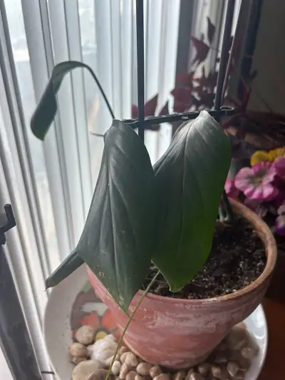 FREE Philodendron plant, View more