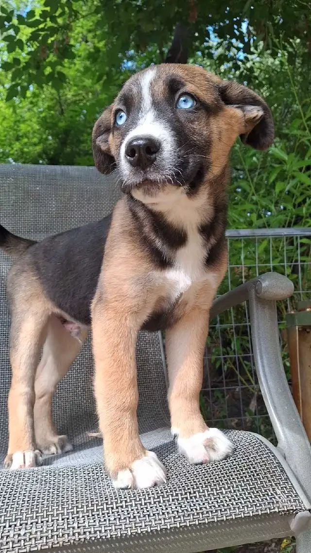 puppies puppies in Dogs & Puppies for Rehoming in Edmonton - Image 7