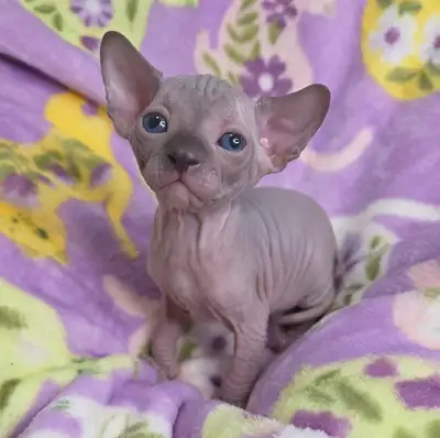 Babies are ready to bond with their human! Three male sphynx and four female dwarfs available. First...
