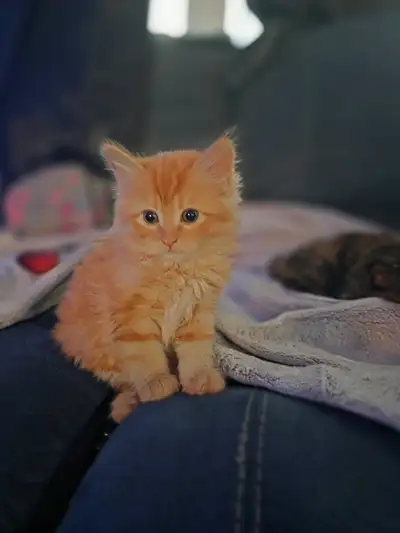 Orange long haired male kitten, View more