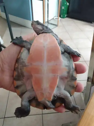 Female Pinkbelly Turtle, View more