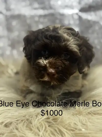 Havapoo/ Havanese X Toy Poodle, View more