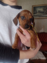 ❤️Miniature Dachshund Furbabies!❤️ Only 1 left❤️  READY NOW!