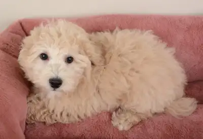 Sweet and Playful Bichon-Poo Puppies Ready For New Homes, View more
