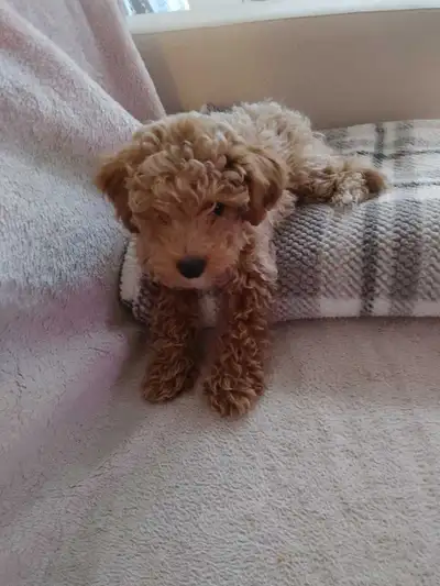 Reliable Dog Sitter Available, View more