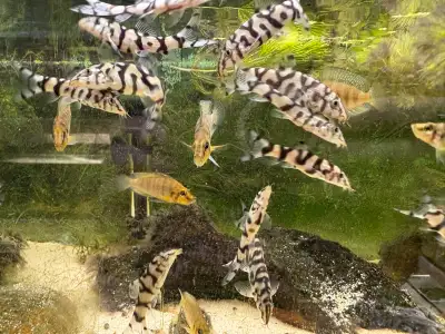 2.5” Pakistani (yo-yo) loaches are in stock. These active fun fish are friendly and absolutely destr...