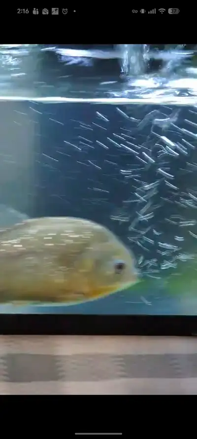 selling Piranha fish , View more