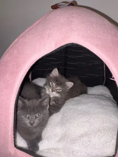 kittens Adorable Brother & Sister Kittens for Adoption, View more