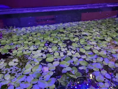 Frogbit and Duckweed, View more