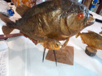 Antique, Vintage, Taxidermy piranha on stand