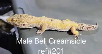 Bell Creamsicle Male, View more