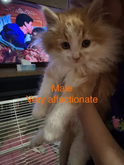 Kittens *please read description*, View more