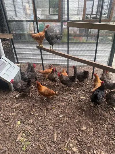 layer chickens , View more