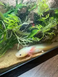Own a Rare Glow-in-the-Dark Axolotl – Limited Time Offer