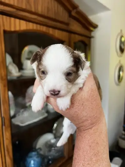 Pups have arrived May 17th!! Back by popular demand!! Please Read Full Ad. There are 2 blue merle fe...