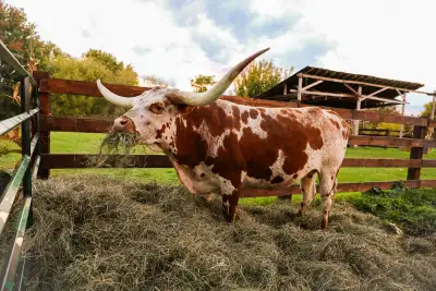 With a sad heart we need to part with our very loved cows. Meet Lexi she is a 6 year old registered...
