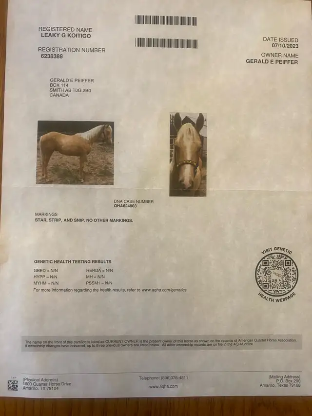 Registered Quarter horse, Palomino Stallion !! in Horses & Ponies for Rehoming in Edmonton - Image 7