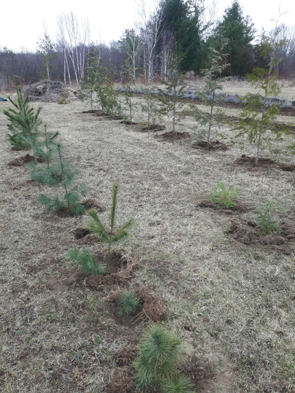 Cedar Trees in Plants, Fertilizer & Soil in Trenton - Image 2