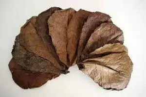 Catappa leaves, also known as Indian almond leaves, are the foliage of the Terminalia catappa tree....