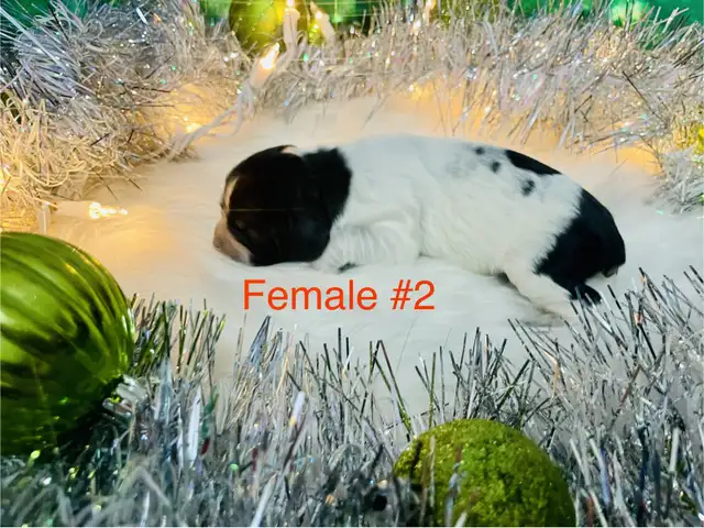 Sprocker puppies in Dogs & Puppies for Rehoming in Moose Jaw - Image 4