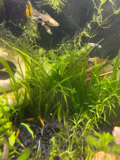 VALLISNERIA "JUNGLE VAL", View more