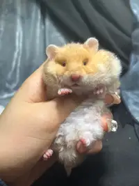 cute baby Syrian hamsters