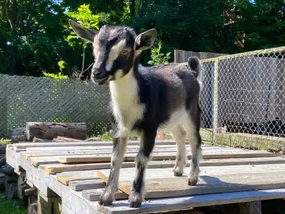 Located in Pickering for pick up $2250 Goat family of four purebred, Nigerian dwarf, goats, mother,...