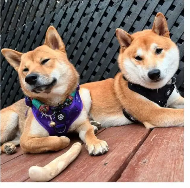 Shiba inu 100% propre, assi, couché donne la patte, reste in Dogs & Puppies for Rehoming in Drummondville - Image 7