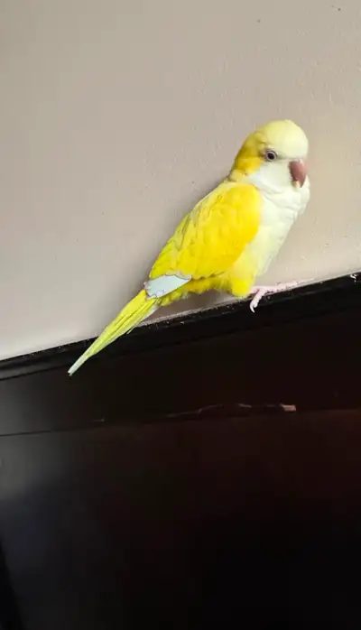 Young DNA Female Lutino Quaker Parrot, View more